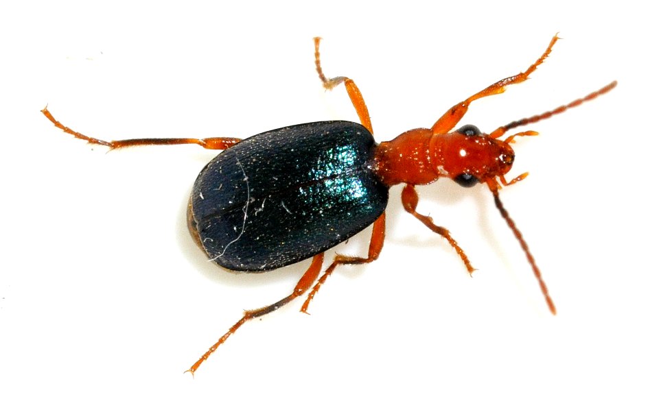 Brachinus-explodens-07-fws
