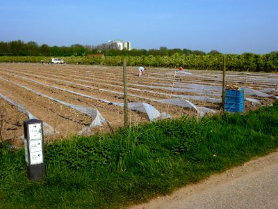 Brachterbeek (Maasgouw) aspergeveld