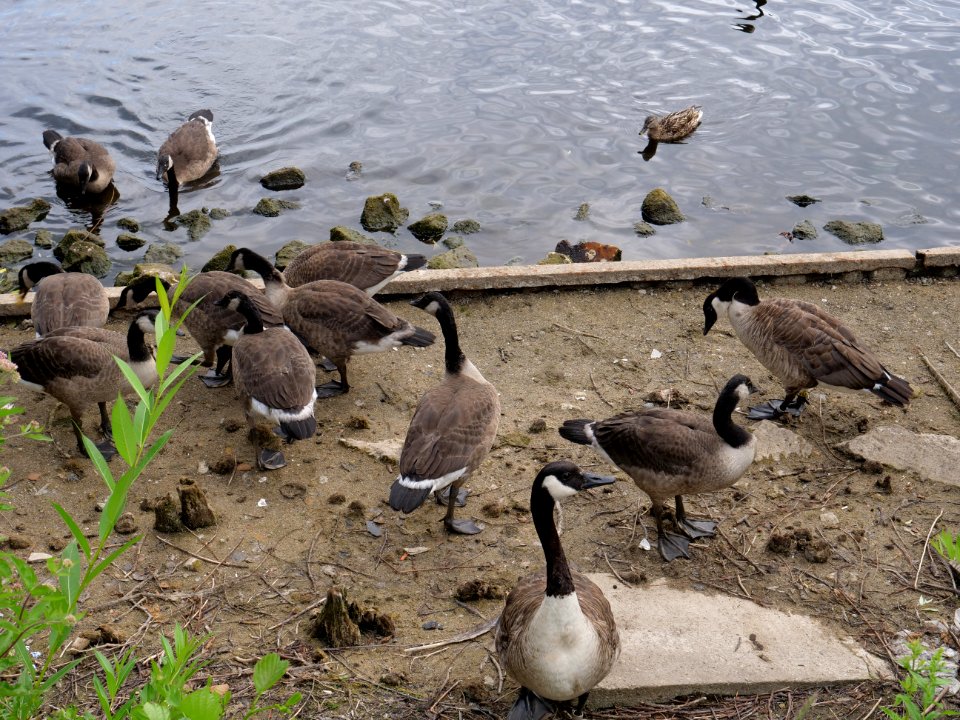 Branta canadensis at Maselakebucht 2019-07-07 06
