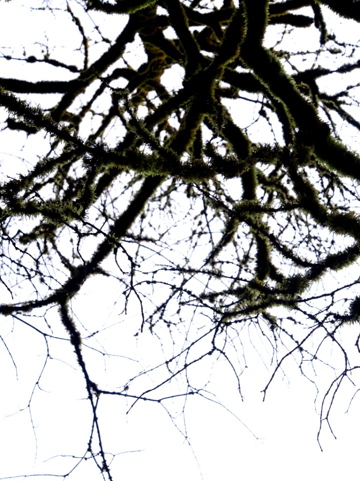 Branch And Branches (205442897)