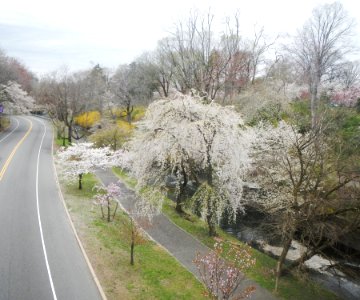 Branch Brook Pk E from 2nd River foot bridge jeh
