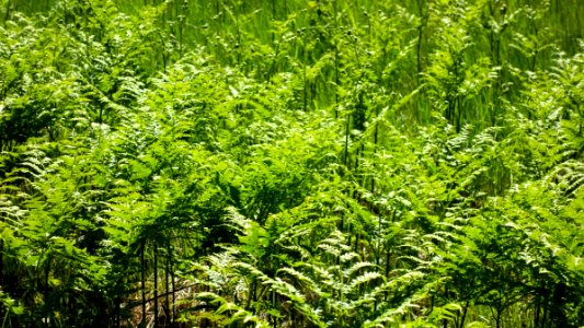 Bracken ferns by north Myrstigen track