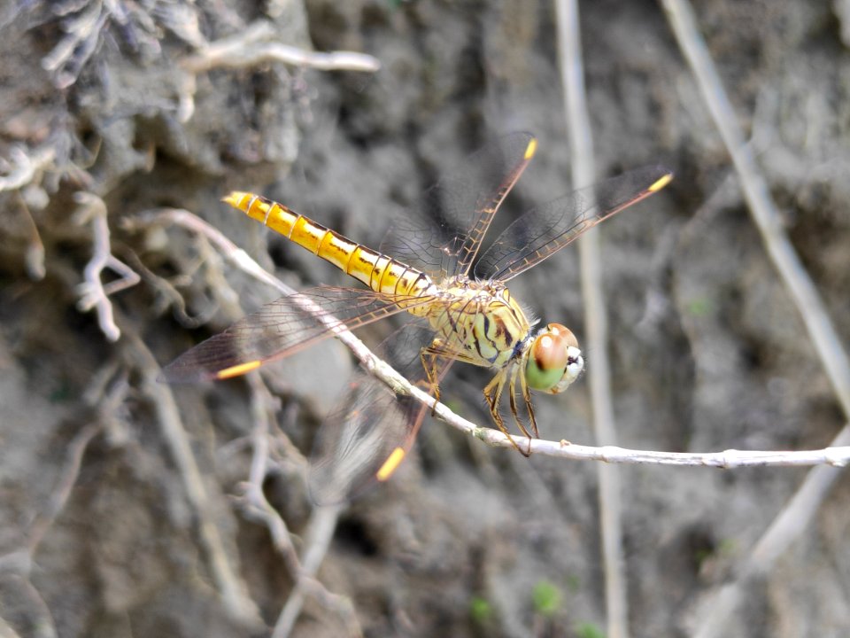 Brachythemis contaminata (Male) - ditch jewel