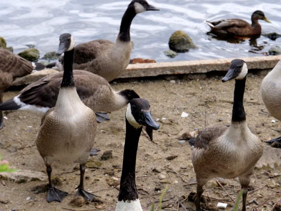 Branta canadensis at Maselakebucht 2019-07-07 05
