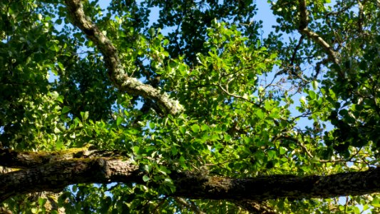 Branches of a common alder in Holma photo