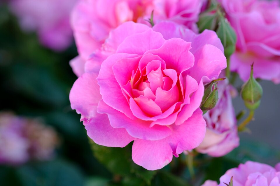 Rose bloom flowers blossom