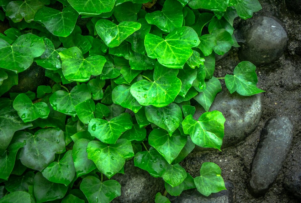 Plants hwalyeob nature