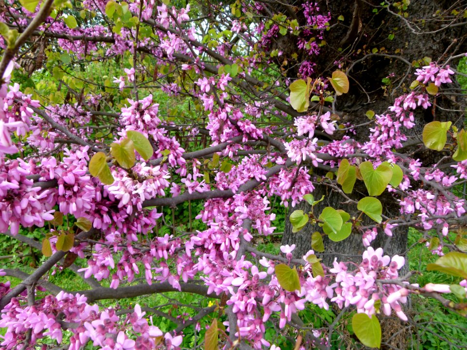 Branche en fleurs - arbre de Judée