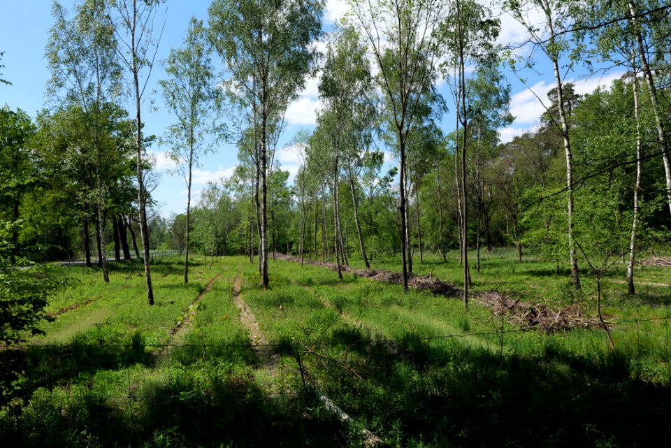 Bredower Forst 2020-05-15 03
