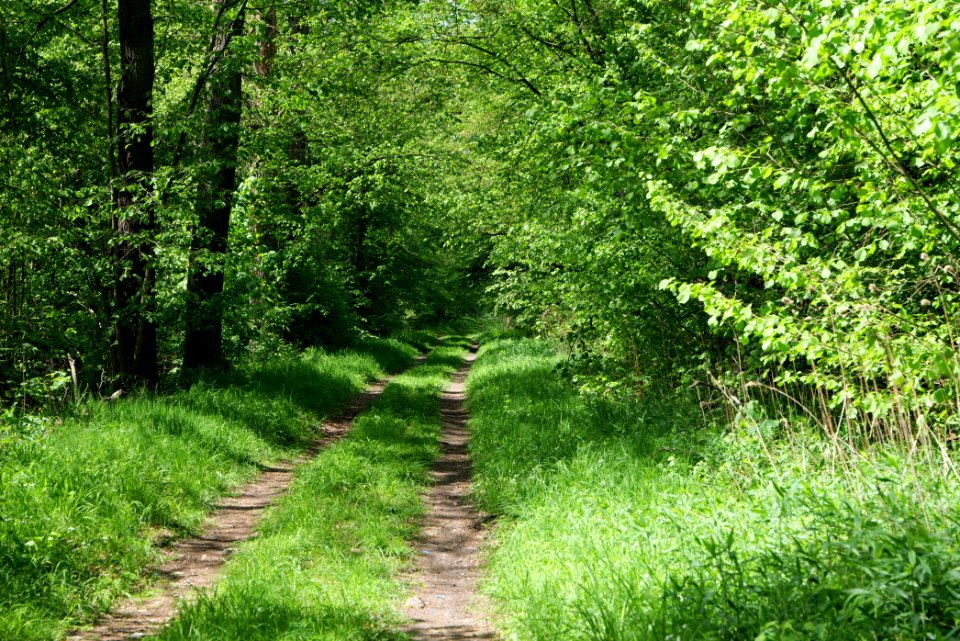 Bredower Forst 2020-05-15 05