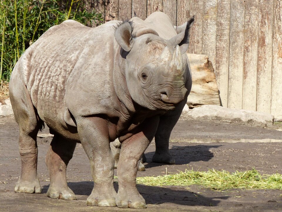 Rhino magdeburg zoo