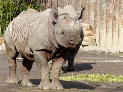 Rhino magdeburg zoo
