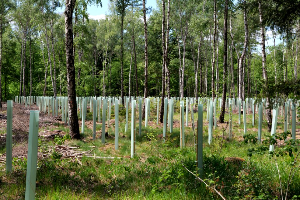 Bredower Forst 2020-05-15 57
