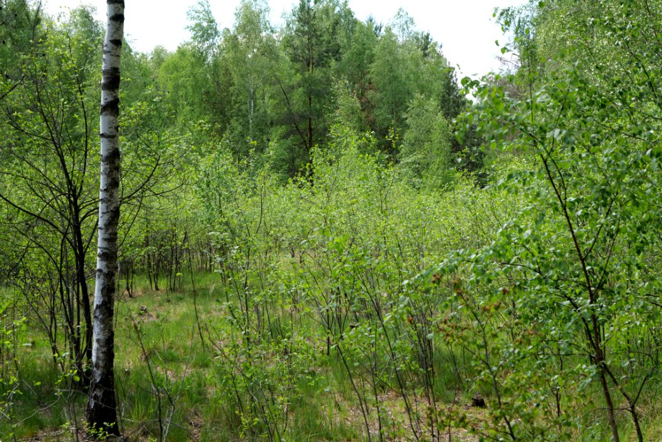 Bredower Forst 2020-05-15 37