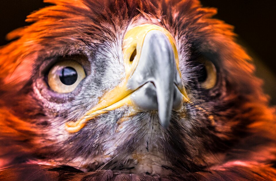 Bird bird of prey bill