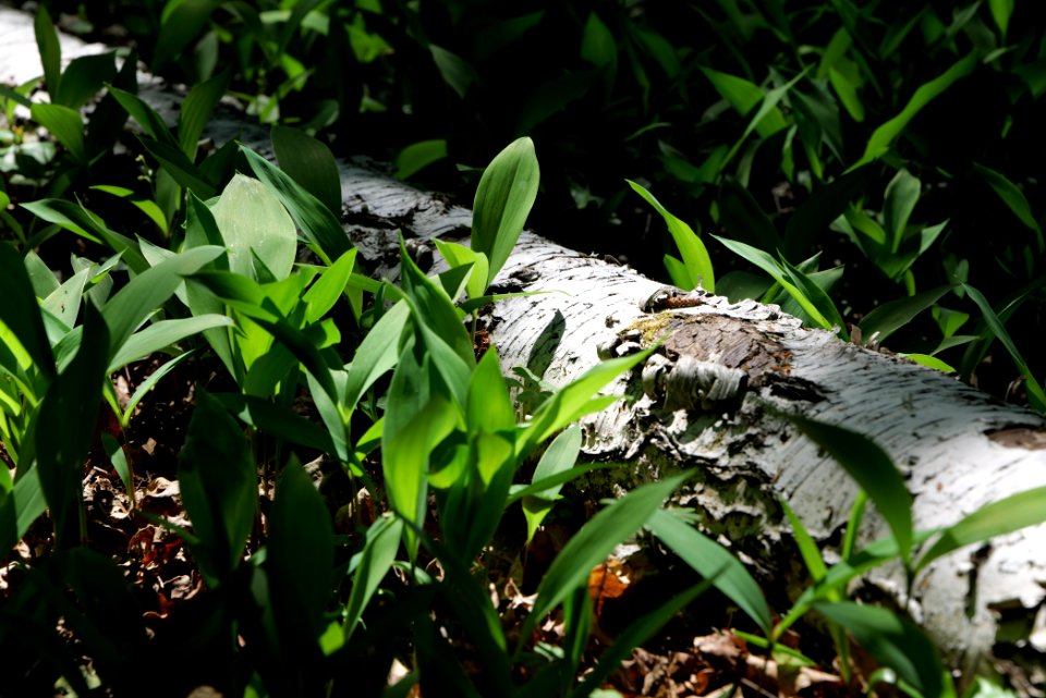 Bredower Forst nature reserve 2020-05-15 49