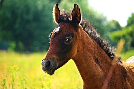 Brown mold horse head grass