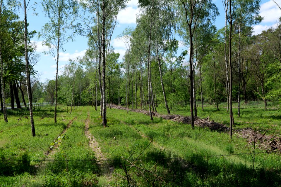 Bredower Forst 2020-05-15 04