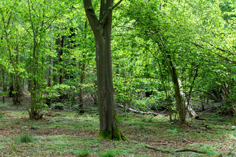 Bredower Forst 2020-05-15 11