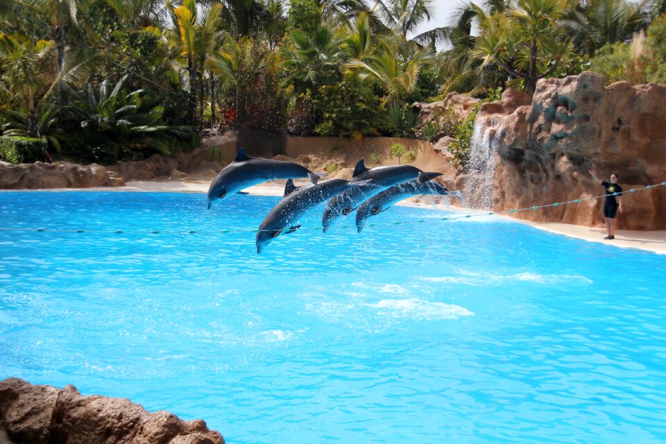 Loro parque tenerife dolphin