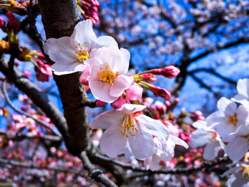 Blossom flower outdoor