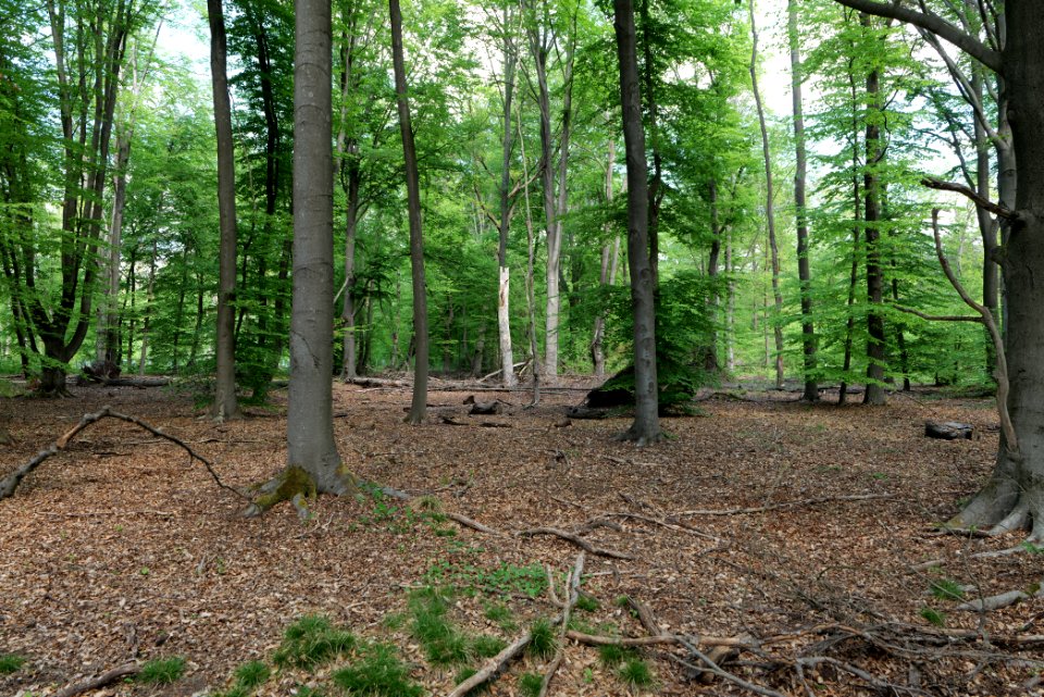 Bredower Forst 2020-05-15 20