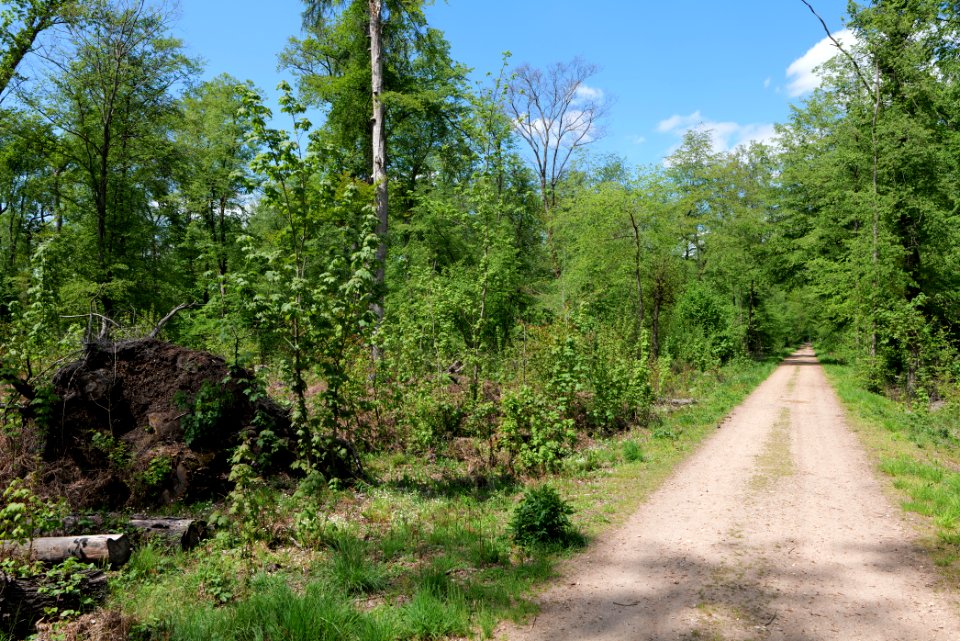 Bredower Forst 2020-05-15 42
