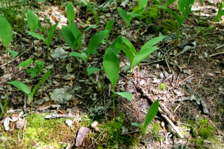 Bredower Forst nature reserve 2020-05-15 38