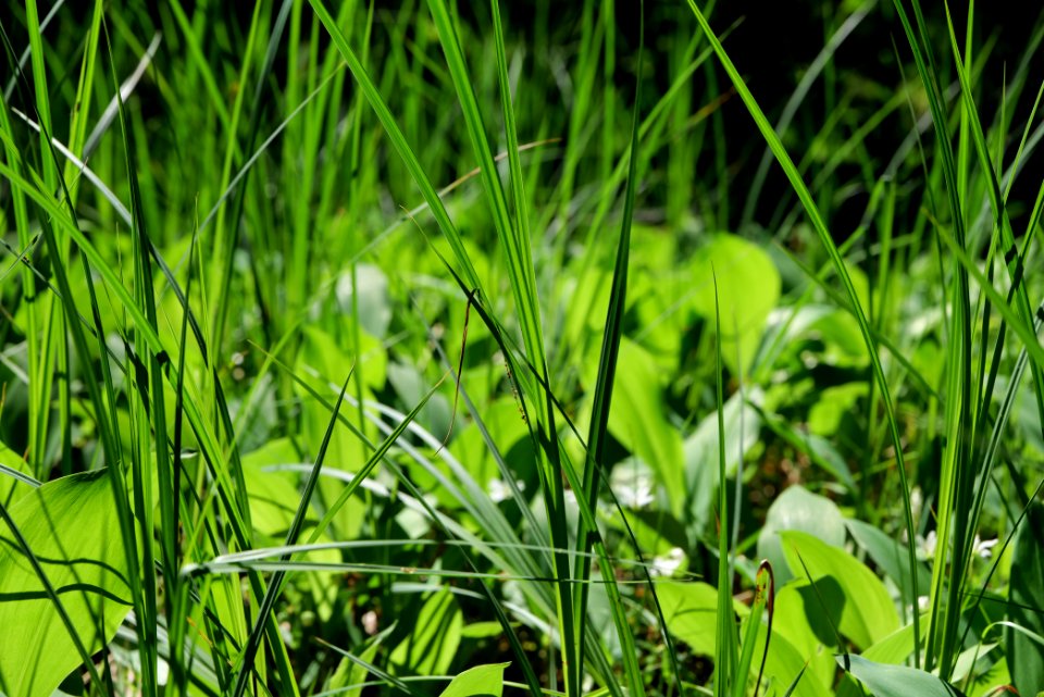 Bredower Forst nature reserve 2020-05-15 12