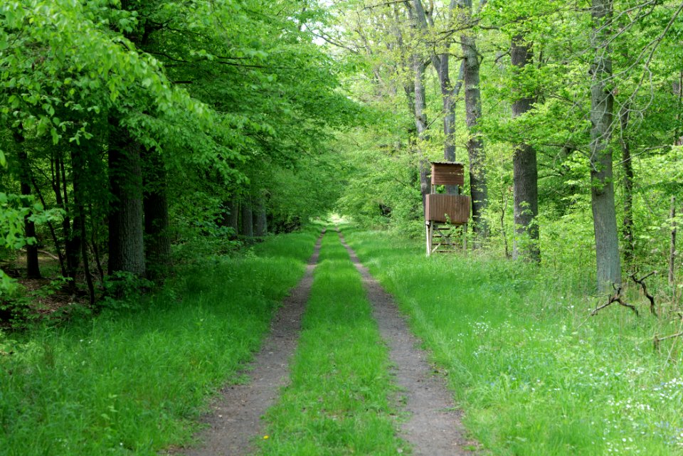 Bredower Forst 2020-05-15 06