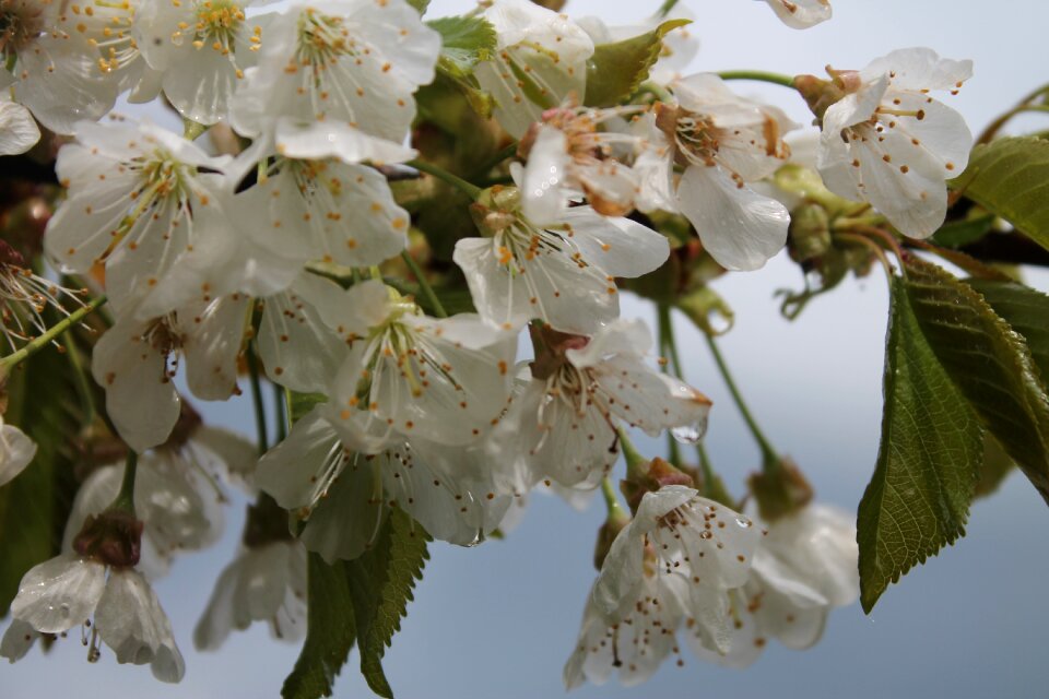 Tree bloom leaves