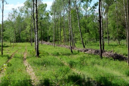 Bredower Forst 2020-05-15 01