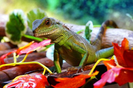 Cocincinus dragon water