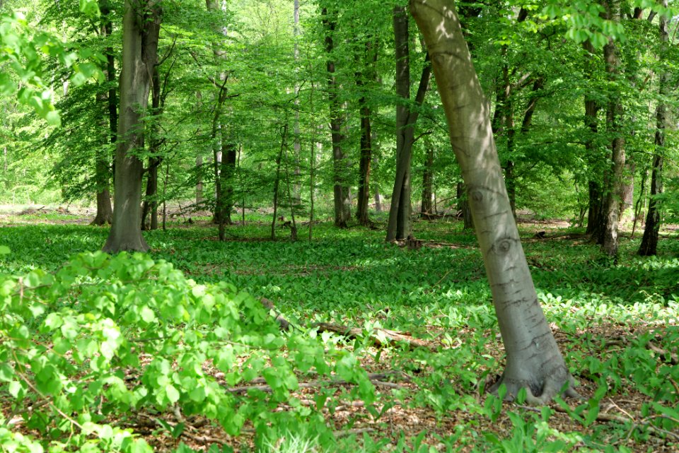 Bredower Forst 2020-05-15 58