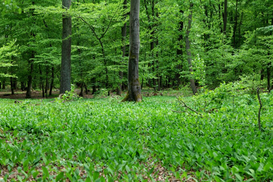 Bredower Forst 2020-05-15 51