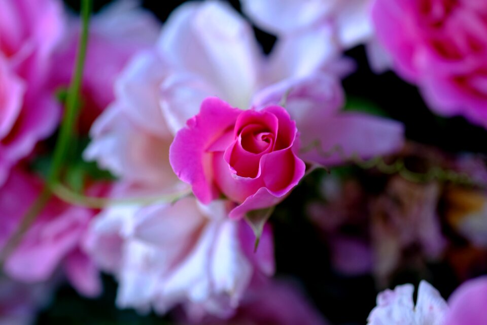 Rose bloom blossom bloom