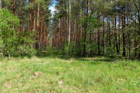 Bredower Forst 2020-05-15 35
