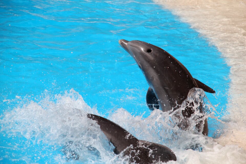 Loro parque tenerife dolphin