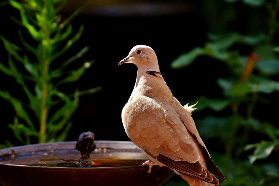 Plumage garden nature