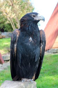 Bird of prey raptor close up