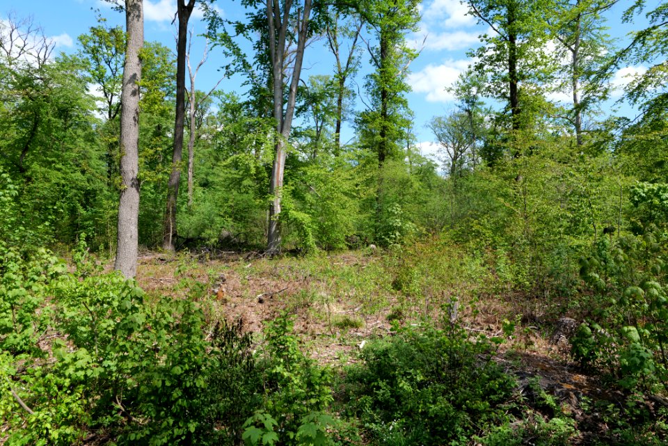 Bredower Forst 2020-05-15 39