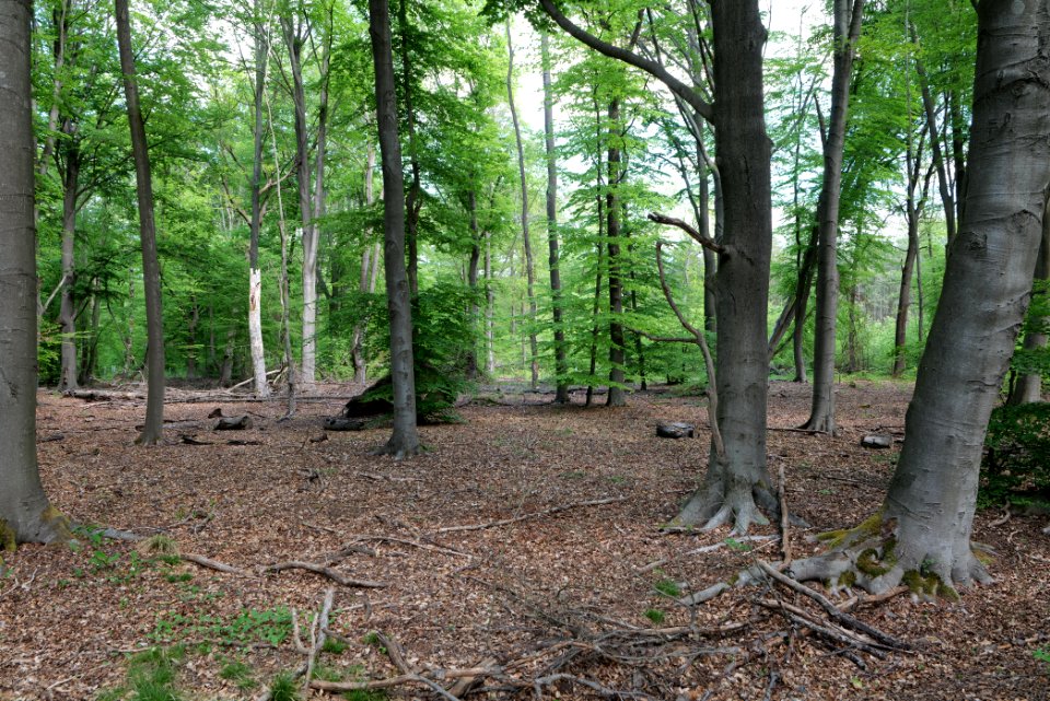 Bredower Forst 2020-05-15 21