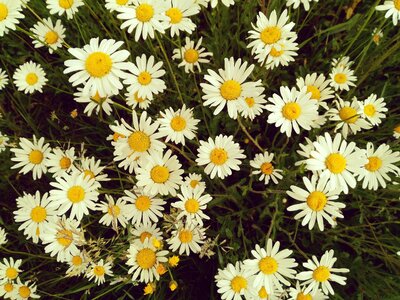 Nature flowers summer
