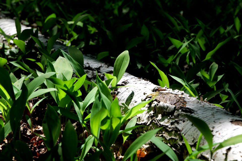 Bredower Forst nature reserve 2020-05-15 51