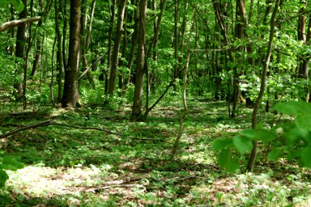 Bredower Forst nature reserve 2020-05-15 59
