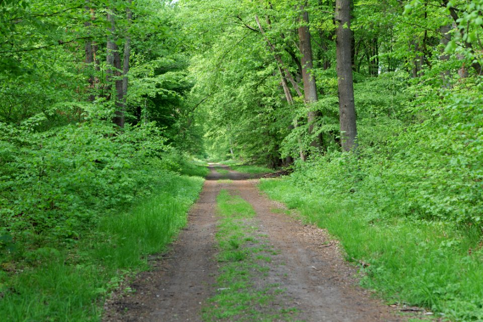 Bredower Forst 2020-05-15 18