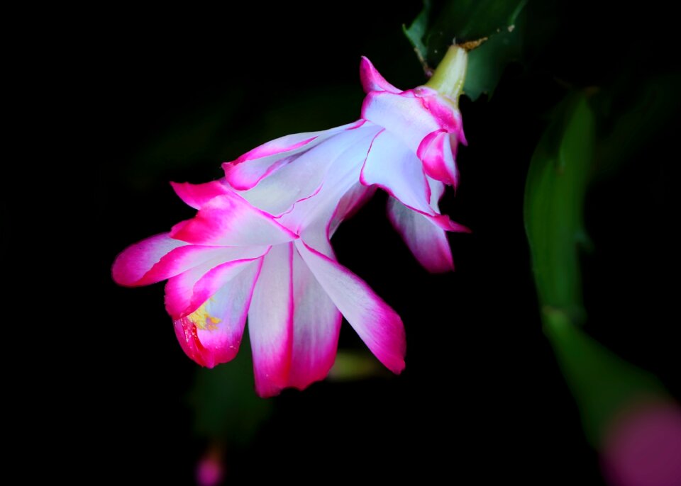 Plant blossom bloom