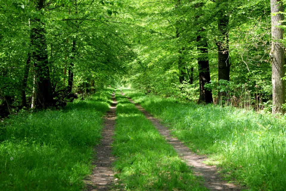 Bredower Forst 2020-05-15 13