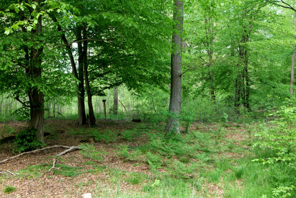 Bredower Forst 2020-05-15 09