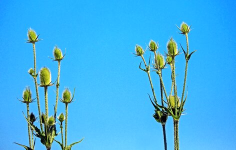 Prickly shades of green sky